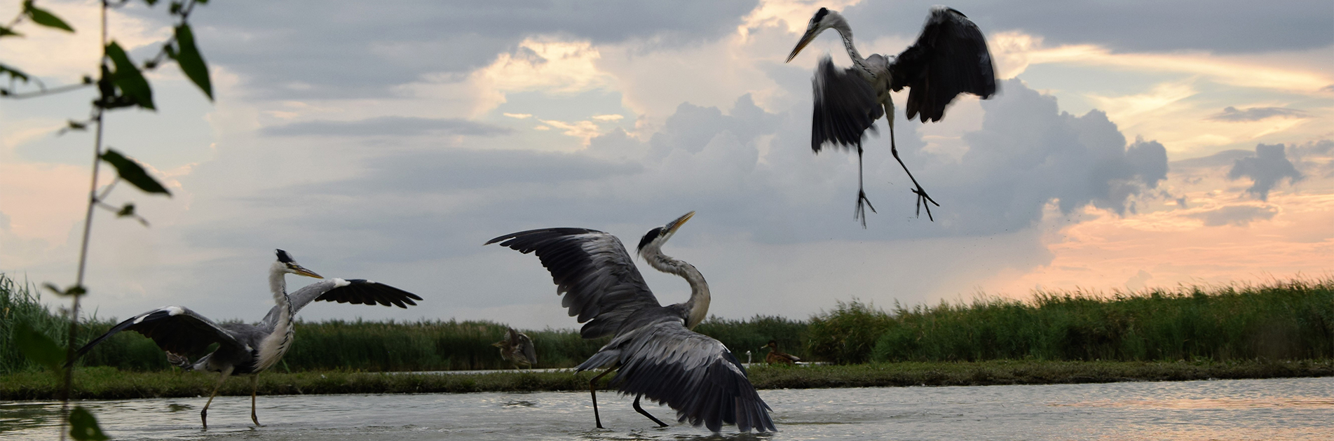 Birdlife in Hungary